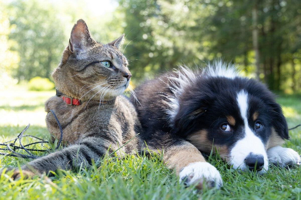 Cat Care Myths: Why Cats Need More Than Food and Litter