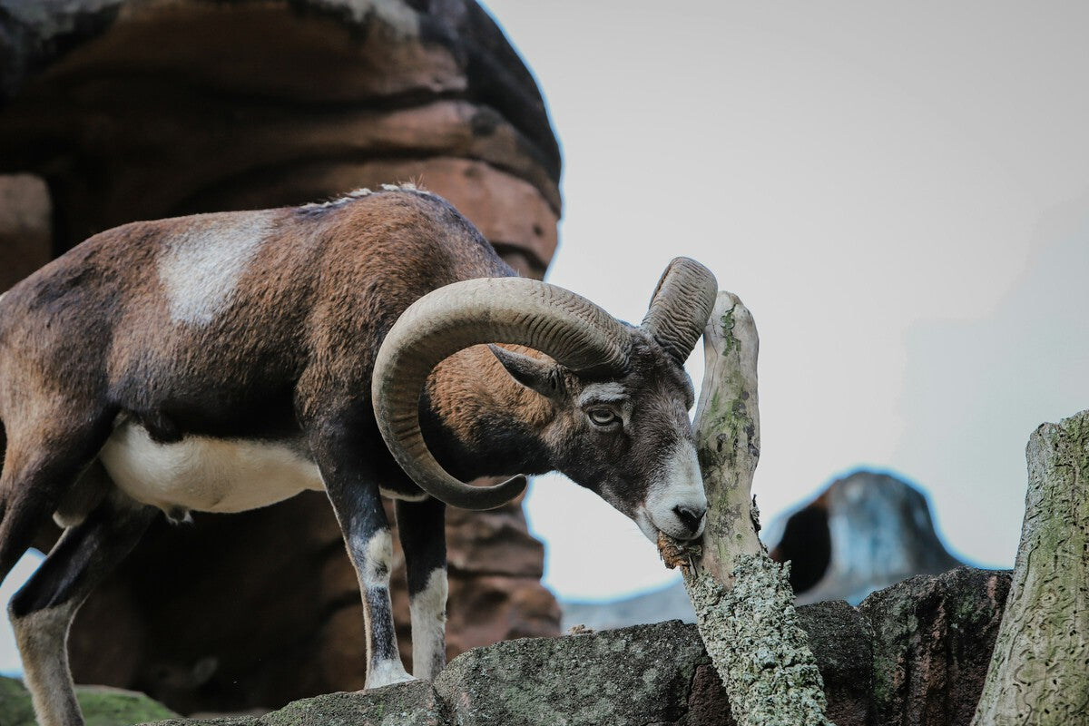 Invasive Mouflon Sheep in Teide National Park: A Growing Ecological Crisis