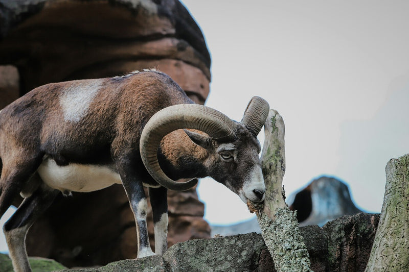 Invasive Mouflon Sheep in Teide National Park: A Growing Ecological Crisis
