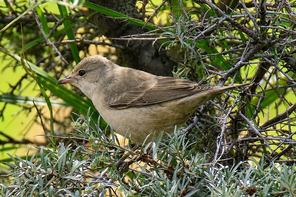 Tiny Bird Sparks Ornithological Pilgrimage in Mieres, Spain