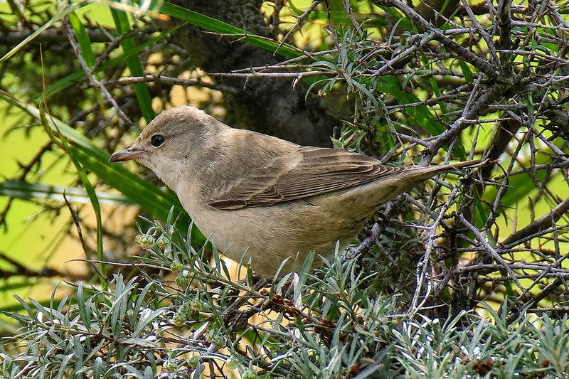 Tiny Bird Sparks Ornithological Pilgrimage in Mieres, Spain