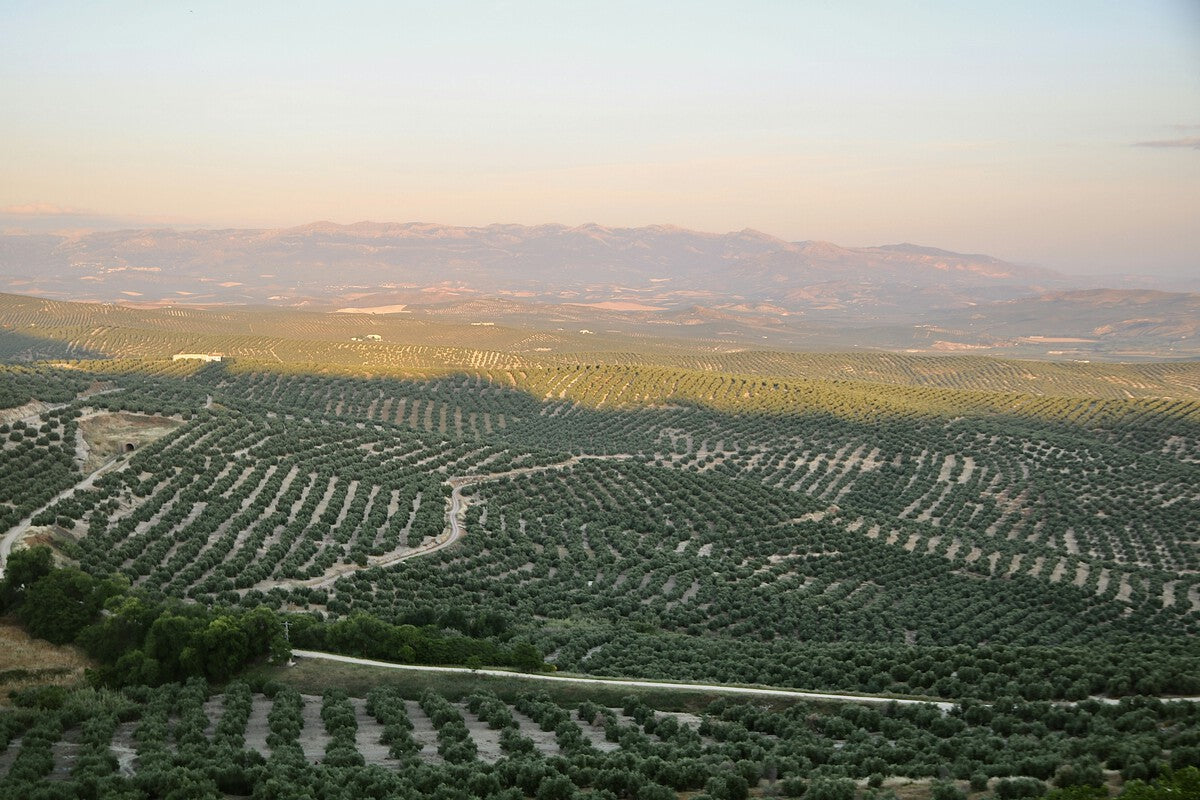 Spain May Trigger Olive Oil Withdrawal to Stop Price Collapse