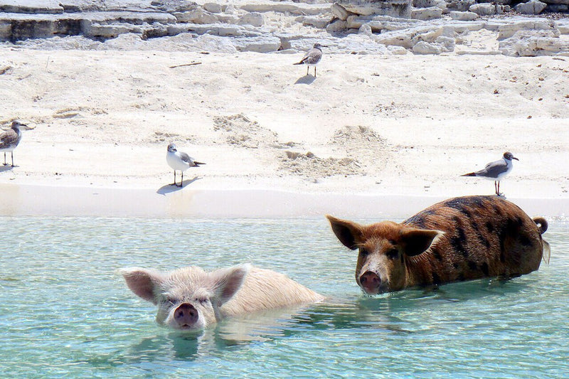 Pigs Left for Shipwreck Survivors Evolve on Auckland Islands