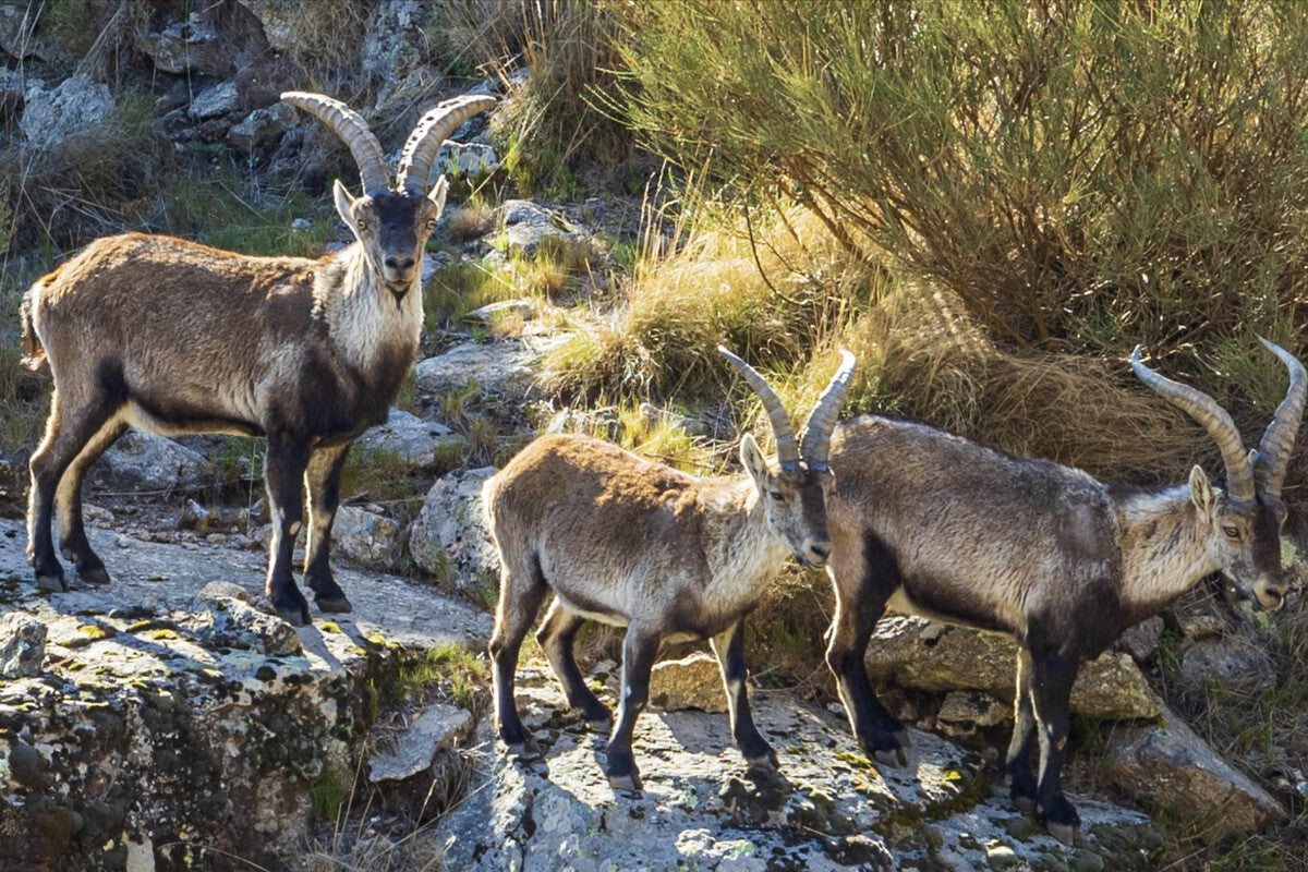 Volunteer to Live Free at a Gredos Animal Sanctuary
