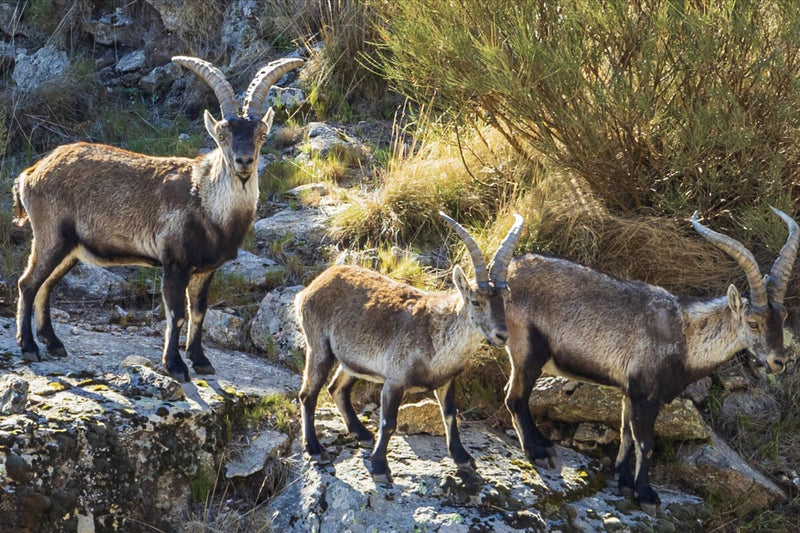 Volunteer to Live Free at a Gredos Animal Sanctuary