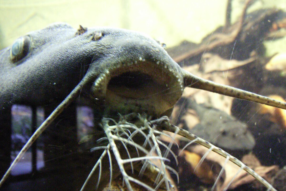 Siluros Found in Lebrija Irrigation Pond 12 km from Guadalquivir