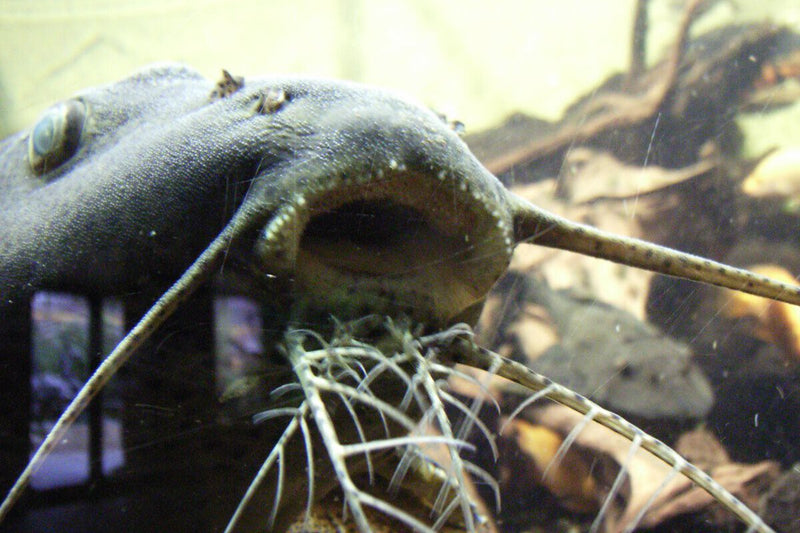 Siluros Found in Lebrija Irrigation Pond 12 km from Guadalquivir