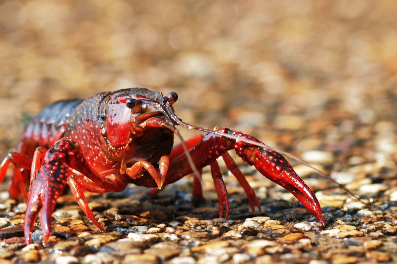 Invasive Red Swamp Crayfish: Spain's Unstoppable Invasion