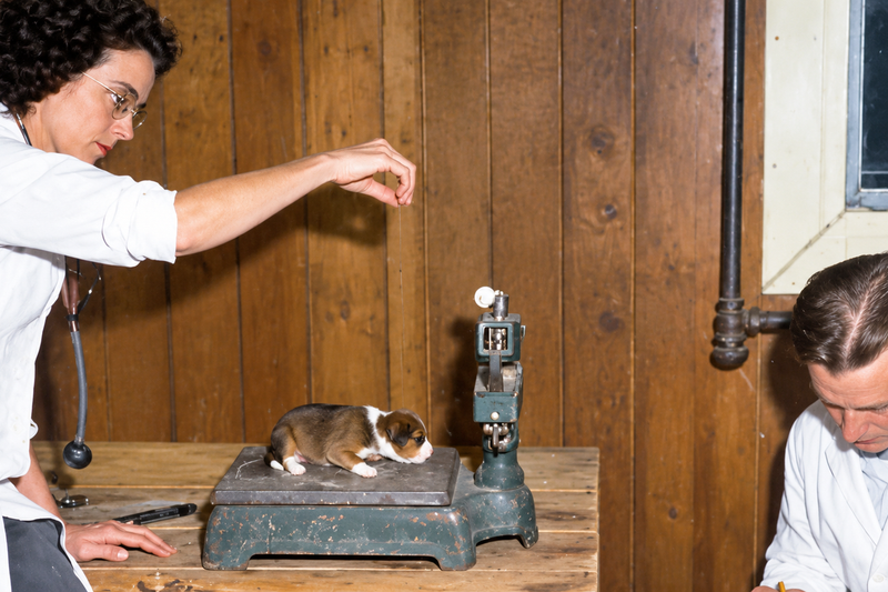 The 1945 Superdog Experiment: 500 Puppies, 13 Years, and a Genetic Dead End