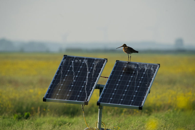 Solar Panels in Seville Become a Surprising Refuge for Birds of Prey