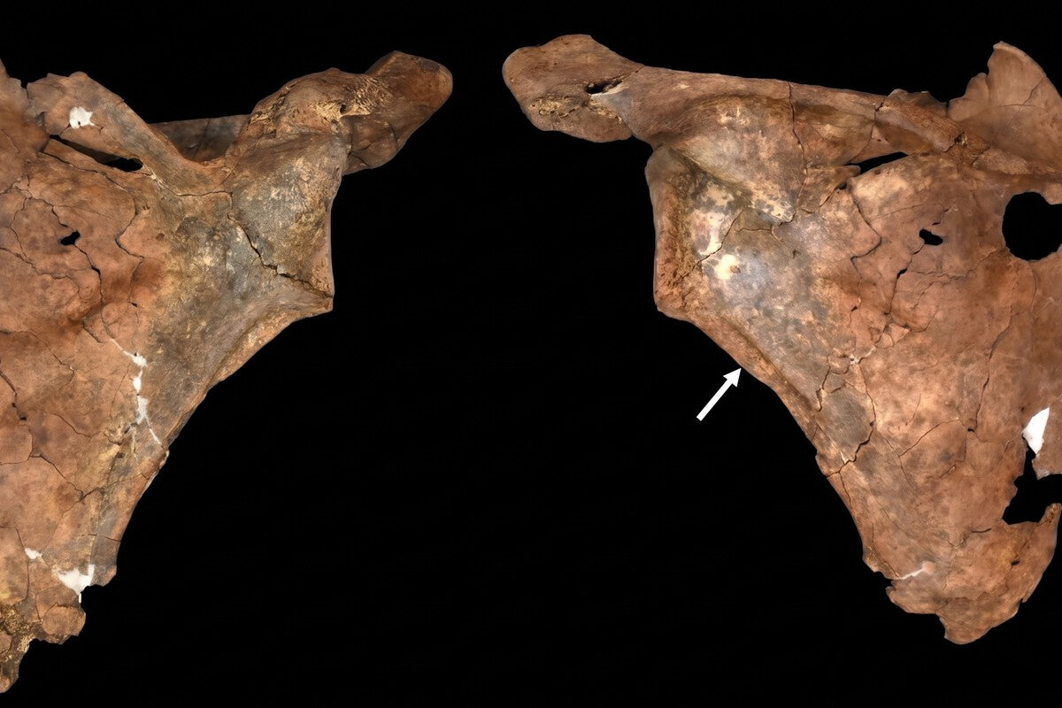 Neanderthal Spear Wound Reveals Prehistoric Compassion and Care