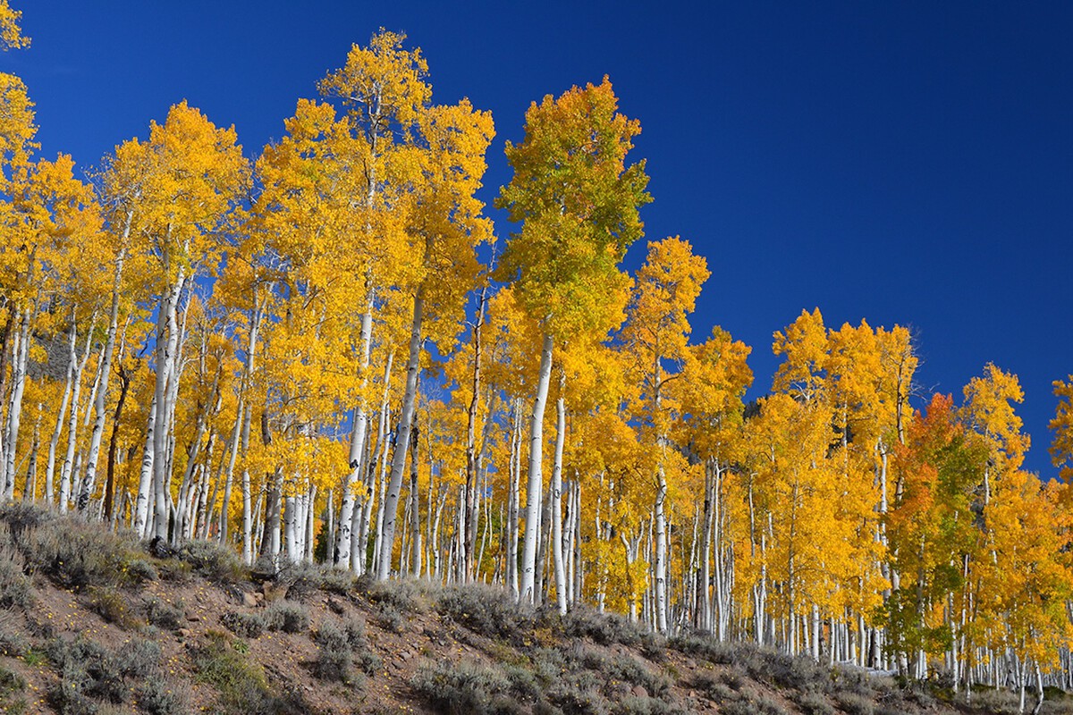 Pando: The World's Heaviest Organism Is a Single Aspen Tree