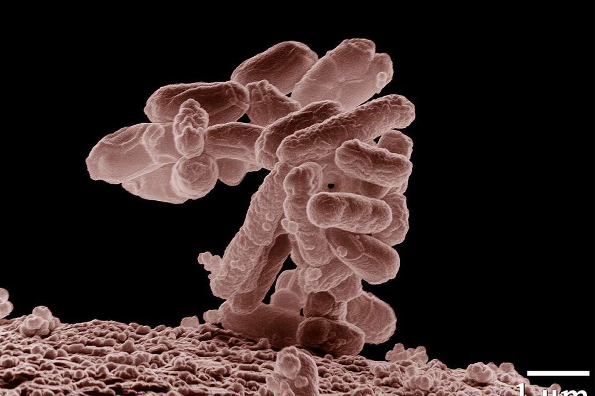 AI Creates First Synthetic Virus: Stanford's Evo Breakthrough