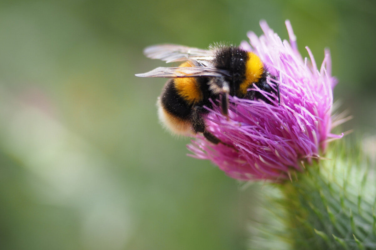 Bumblebees Self-Medicate with Quercetin to Fight Fungal Infections