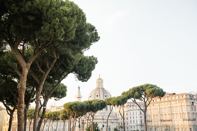 Urban Trees and Mortality: Why Tree Canopy Growth Matters More Than Age