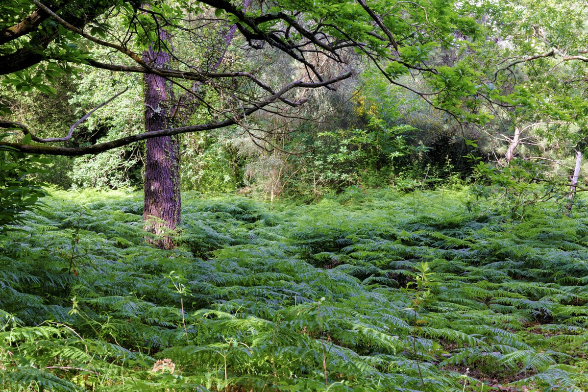 Cortegada Island in Galicia: The World's Densest Fungal Hotspot