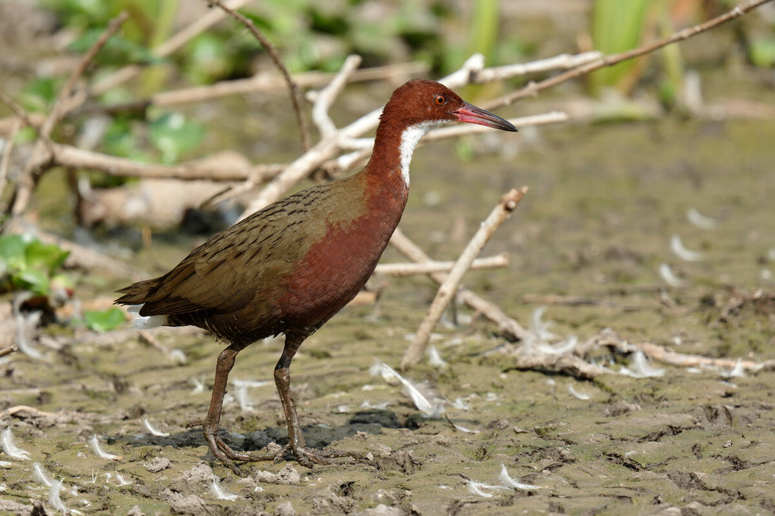 Extinct Bird Evolved Twice: The Aldabra Rail's Rare Comeback