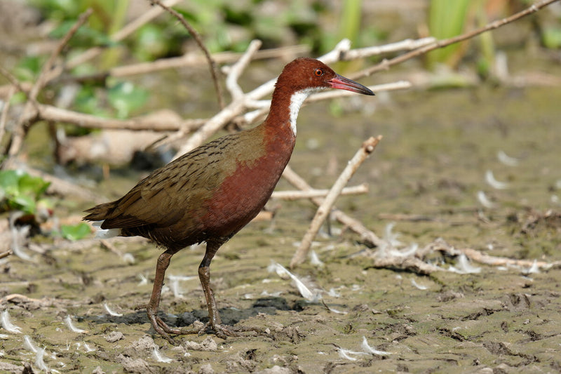 Extinct Bird Evolved Twice: The Aldabra Rail's Rare Comeback