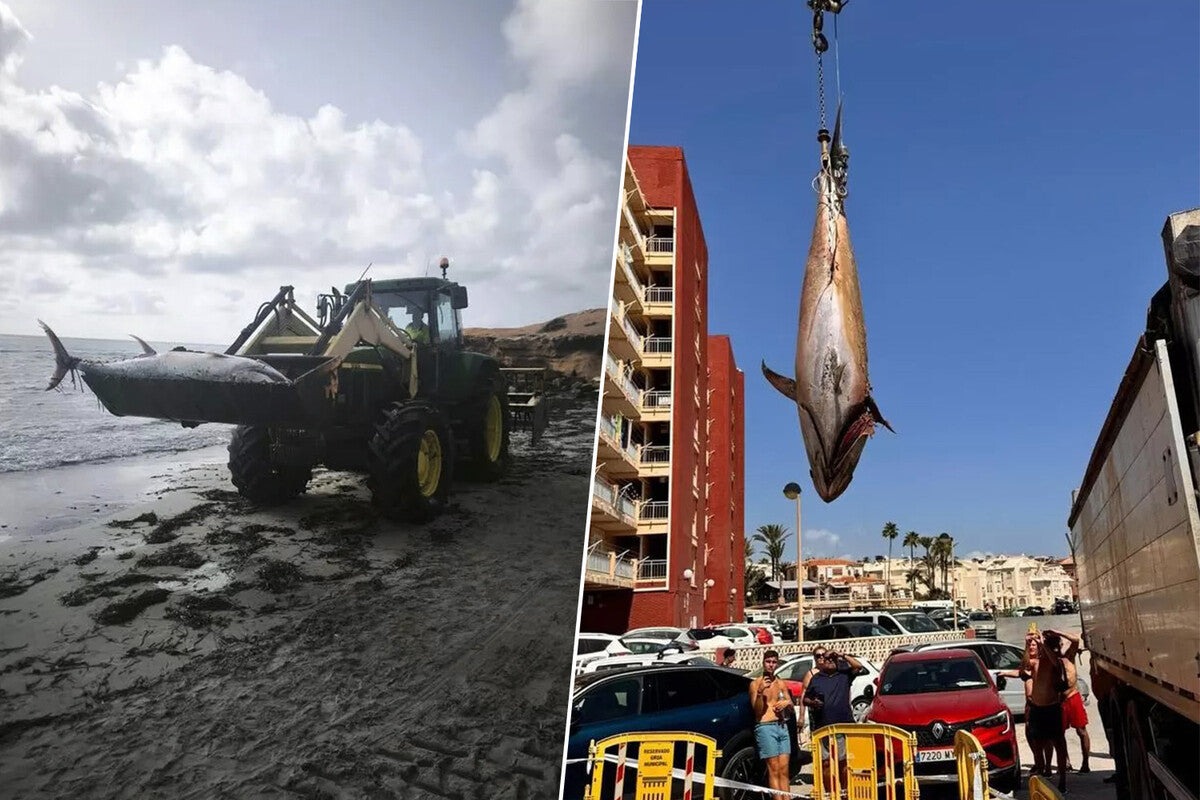 Giant 300-Kilo Tuna Wash Up on Southern Alicante Beaches