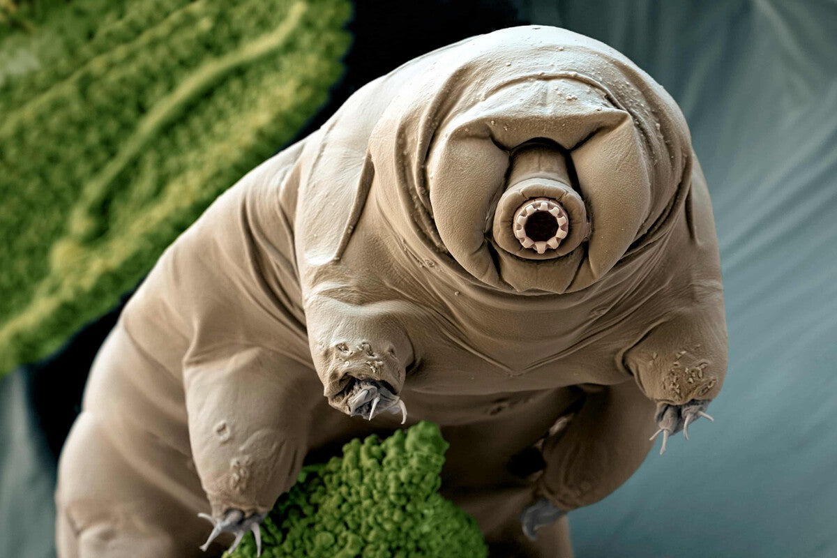 Tardigrade DNA Shield: Human Cells Get Radiation Protection