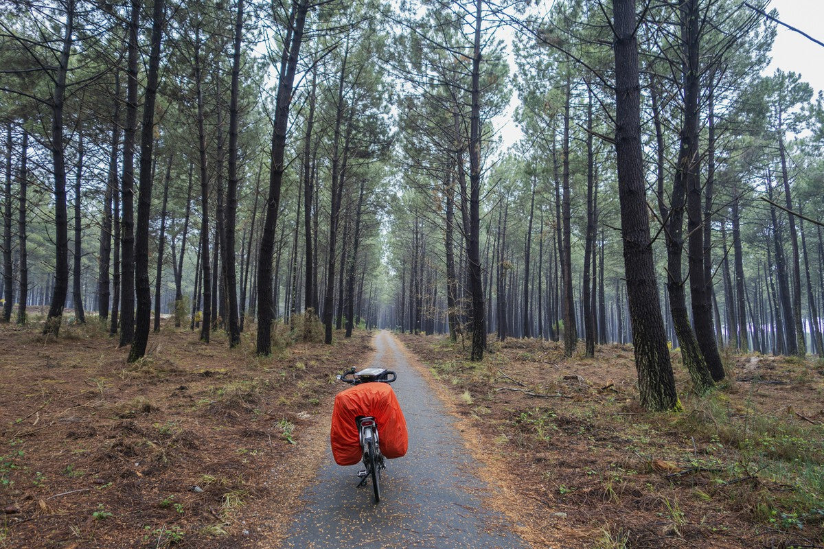 France's 1857 Pine Forest: A Million Hectares Now Unmanageable