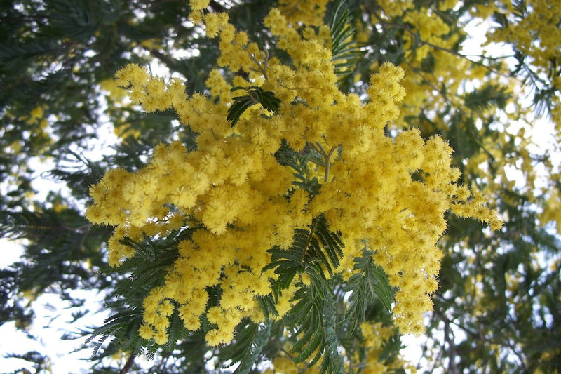 Invasive Acacia Tree in Spain: A Fiery Threat After Wildfires
