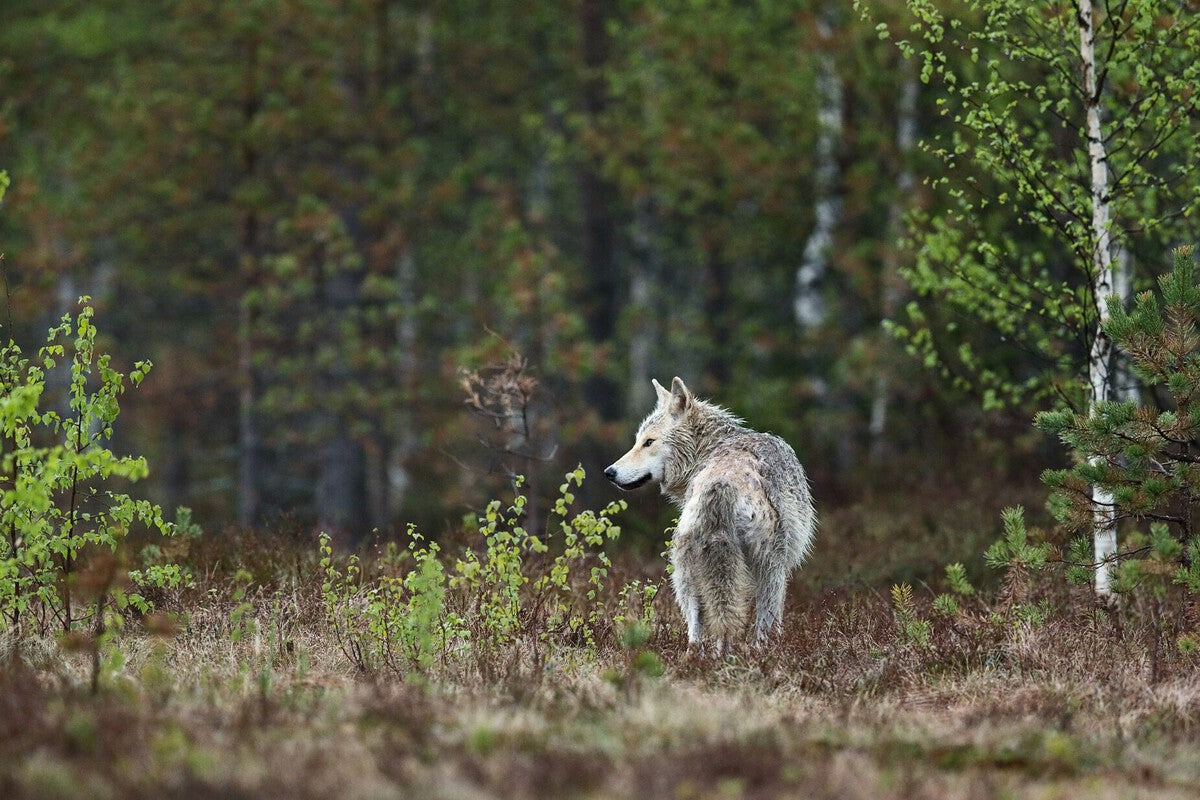 Wolf Digestion Boosts Blueberry Germination by 96 Percent