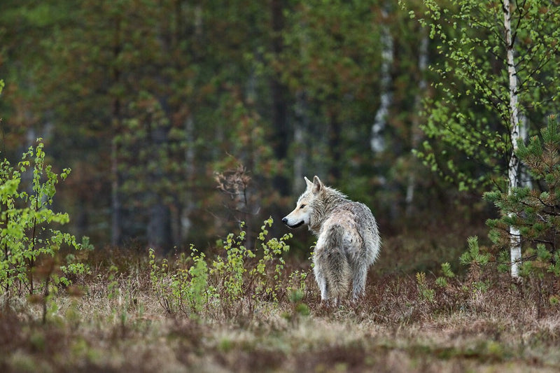 Wolf Digestion Boosts Blueberry Germination by 96 Percent