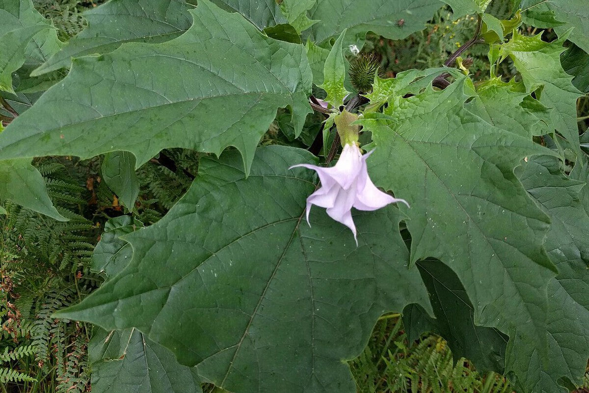 Datura Stramonium in Granada: Toxic Plant Worries Residents