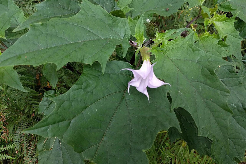 Datura Stramonium in Granada: Toxic Plant Worries Residents