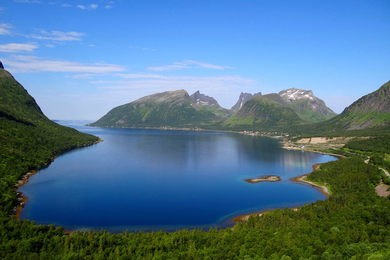 Alex Karp Buys 150 km² of Swedish Forest: What's Behind