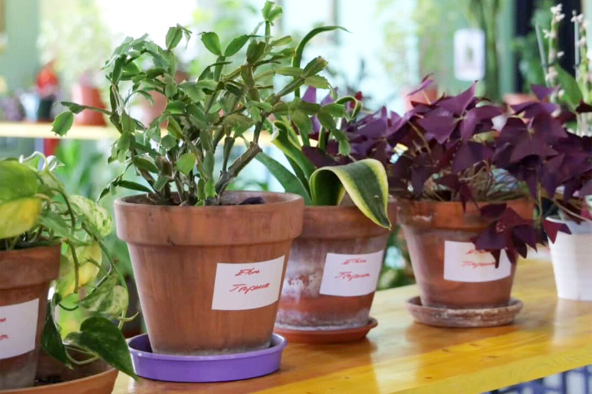 Plant Boarding: The New Business Trend in Madrid This Summer
