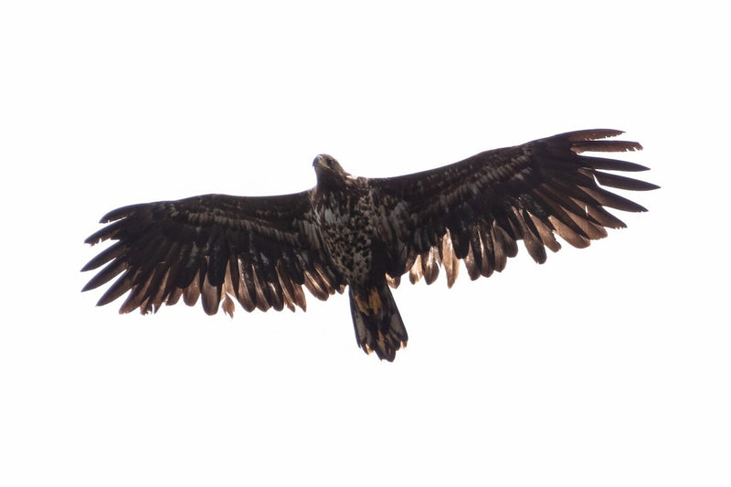 White-Tailed Eagle Reintroduction in Spain: Was It Necessary