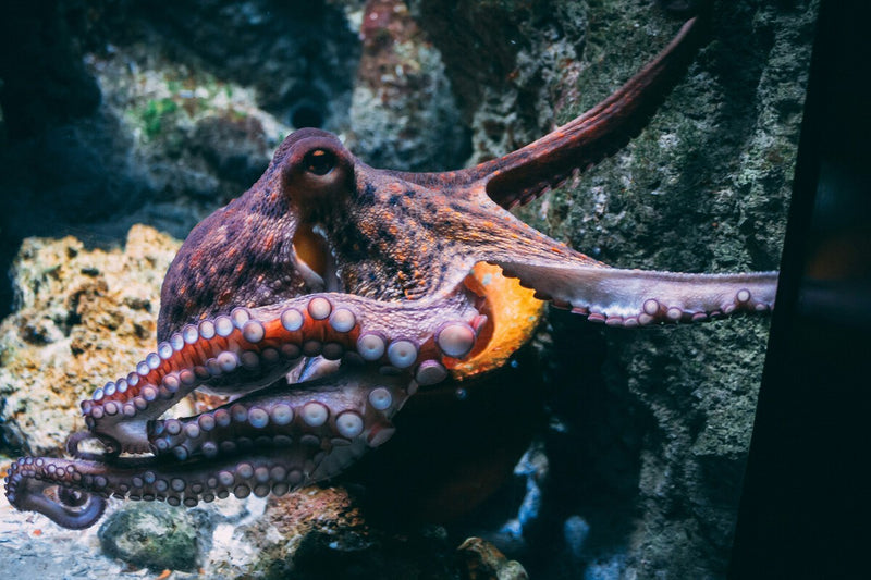 Canary Islands Octopus Farm: World's First Project Halted by Activists