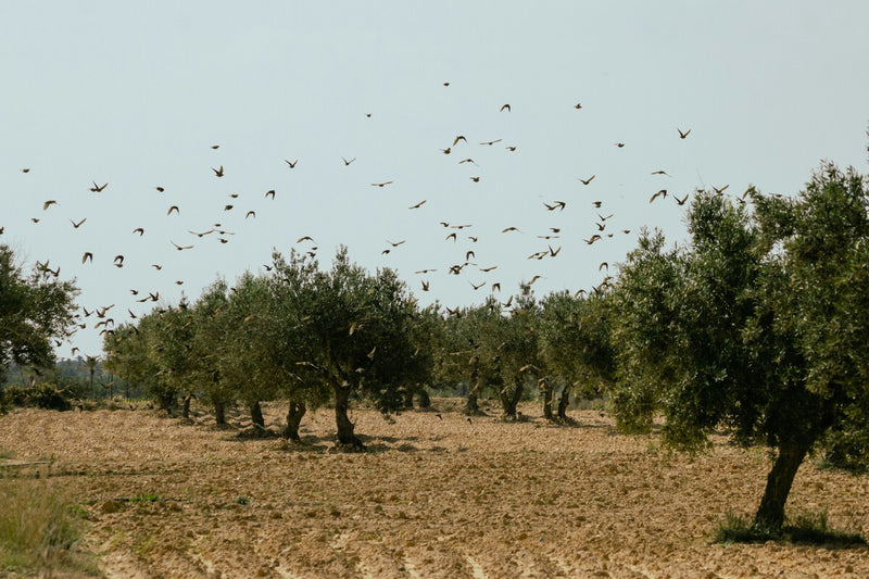 Spain's Tariff Loophole: 76% of Tunisian Olive Oil Enters Duty-Free