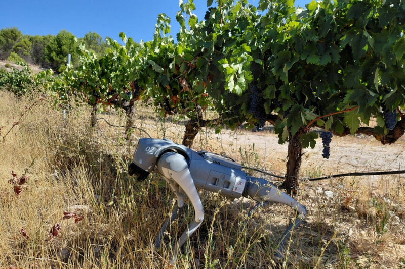 AI-Guided Robot Dog Patrols Vineyards in Extremadura