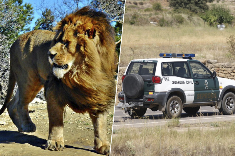 Lion Sighting in Toledo Mountains: No Trace Found After Alert