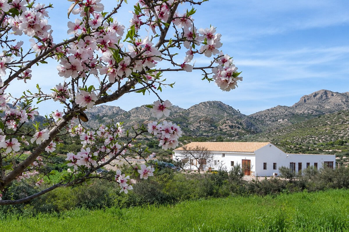 Free Stay in a Pool Villa Near Alicante for Horse Care Help