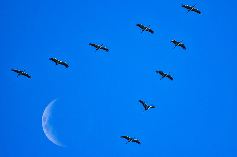 The Moon Migration Myth and the Arrow That Solved Bird Migration
