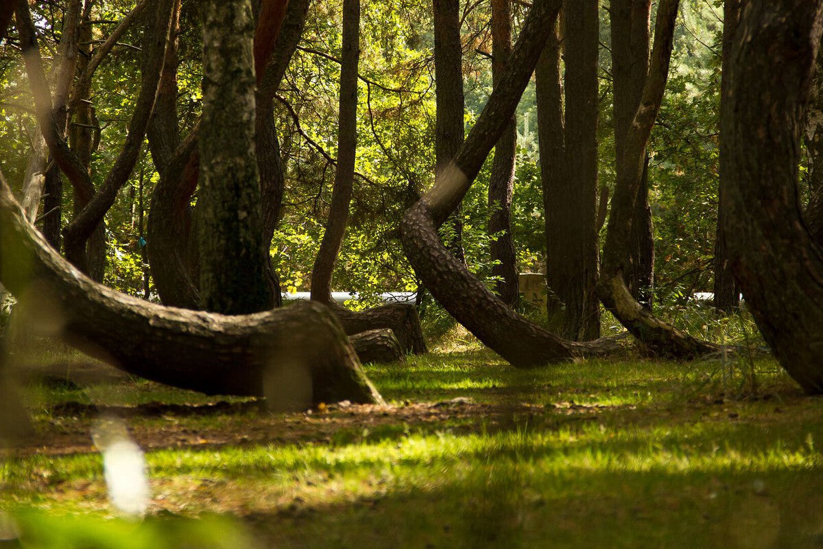 Poland's Crooked Forest: The Mysterious Bent Pines of Gryfino