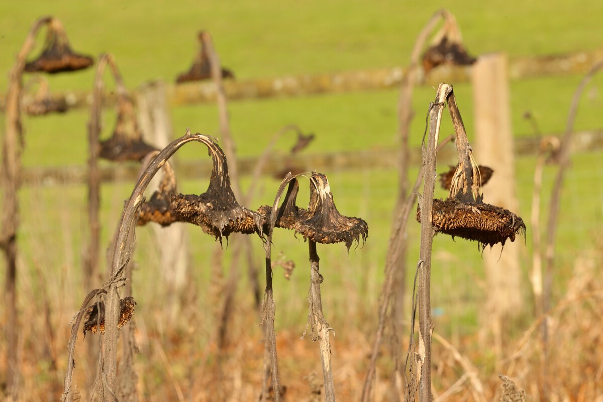 Farmer Trusts AI Advice and Loses 10 Hectares of Crops Overnight