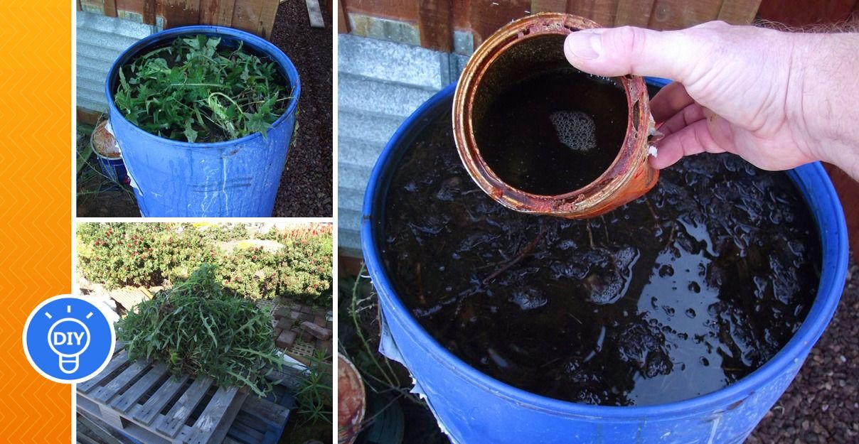 Making liquid fertilizers from weeds - grandgoldman.com