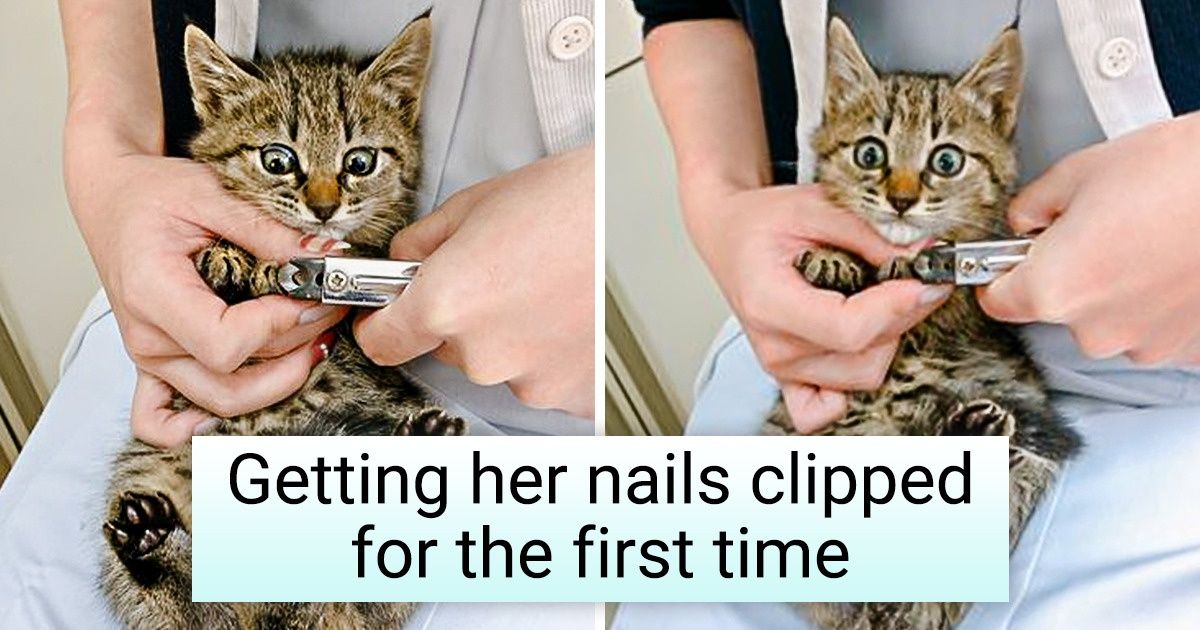 20 Times Pets Ran Into Trouble And Begged Us For Mercy - grandgoldman.com