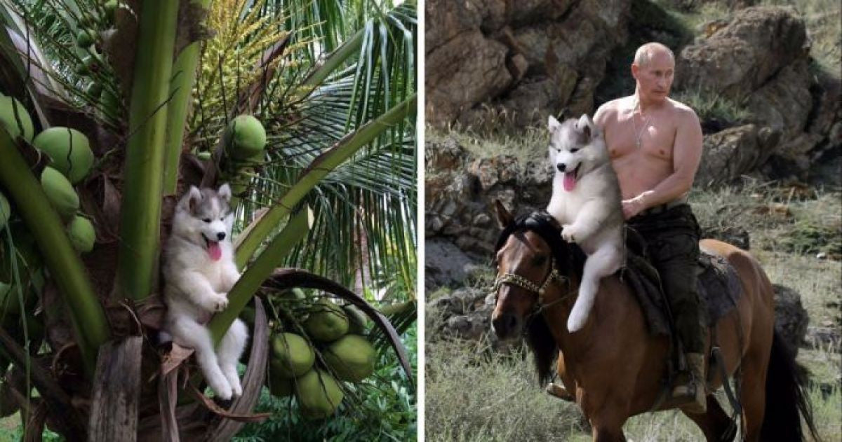 A Husky Got Stuck In A Tree, A Hilarious Photoshop Battle Ensues - grandgoldman.com
