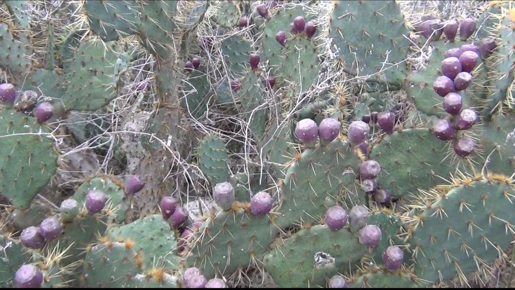 How to pick prickly cactus prickly pear - grandgoldman.com