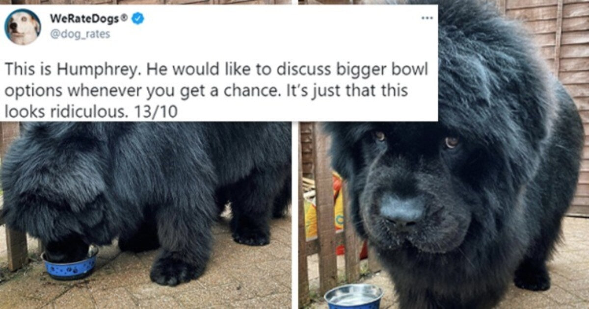 14 Dogs Who Definitely Deserved 14/10 Dog Rating