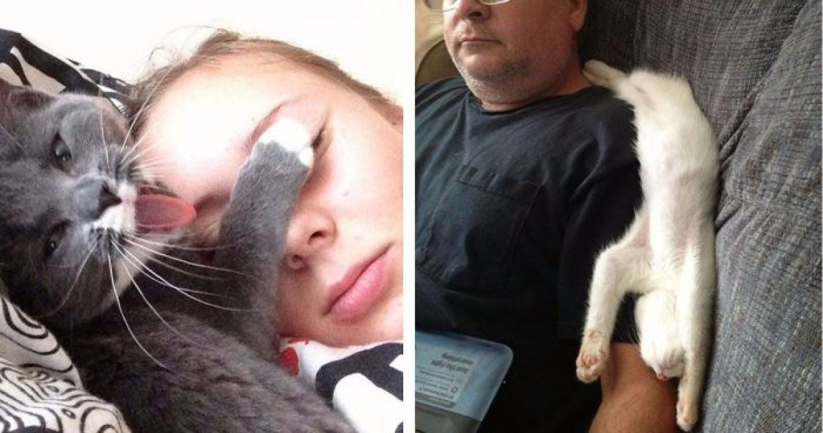14 Hilarious Situations Every Cat Owner Can Relate To - grandgoldman.com