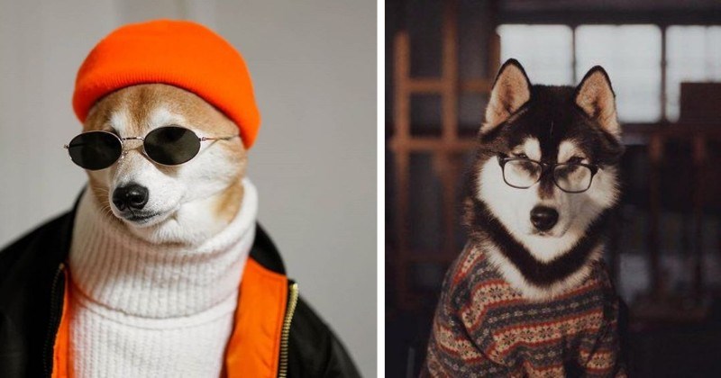 15 Fashionably Best Dressed Handsome Dogs That Can Steal Your Girl - grandgoldman.com