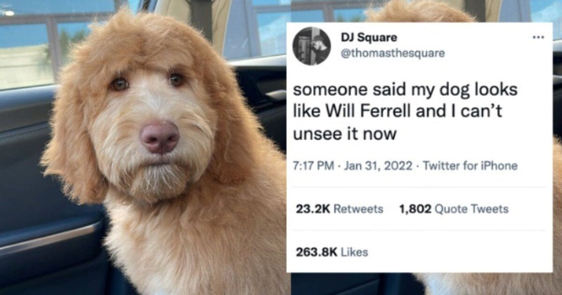 15 Best Animal Tweets Of The Week That’ll Make You Forget About Your Problems