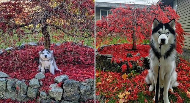 15 Hysterical Pictures Of Huskies Growing Up That Prove The Time Flies